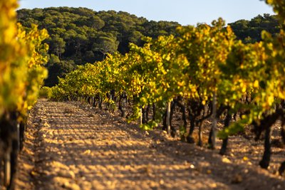 Domaine de la Courtade