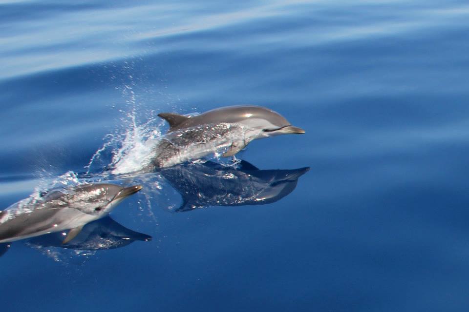 © Cédric Brun-2021