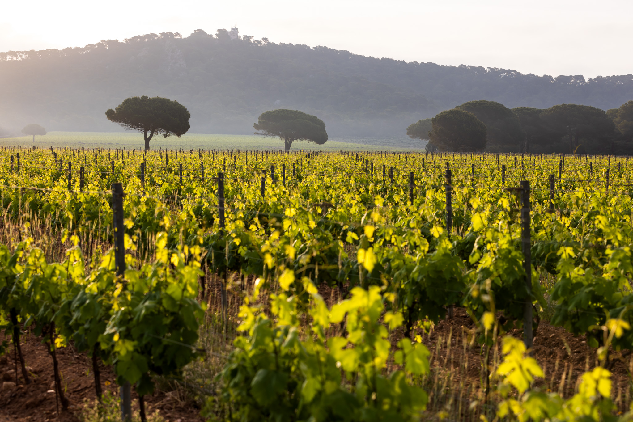 Domaine de la Courtade