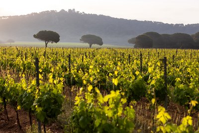 Domaine de la Courtade