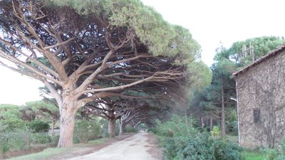 Le Cycle Porquerollais