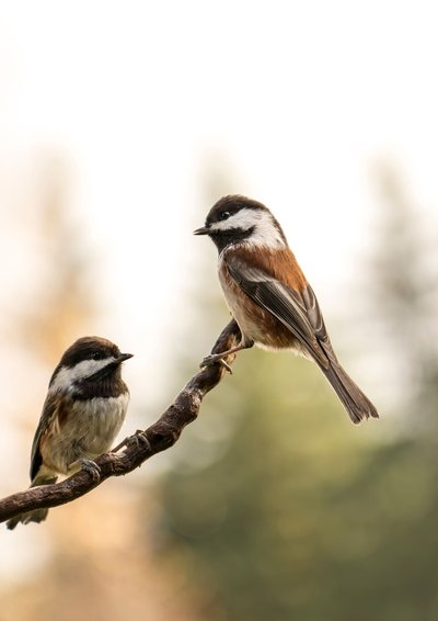 Point Rencontre : Les oiseaux de Pardigon_La Croix-Valmer