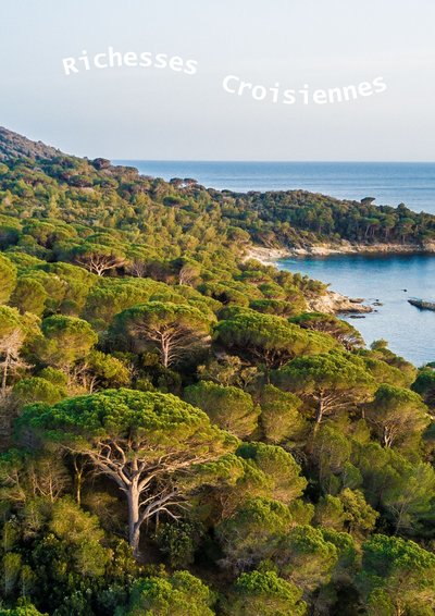 Richesses Croisiennes : Flore et végétation du Cap Lardier_La Croix-Valmer