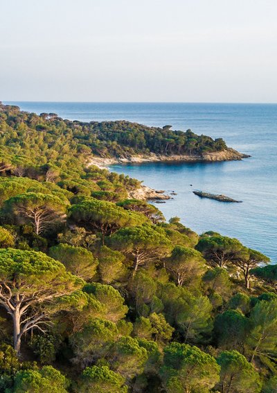 Point rencontre avec un garde du littoral : Flore et végétation du Cap Lardier_La Croix-Valmer