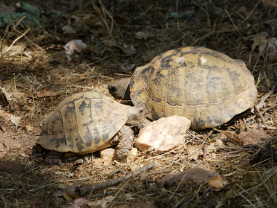 Point rencontre : les reptiles du Cap Lardier