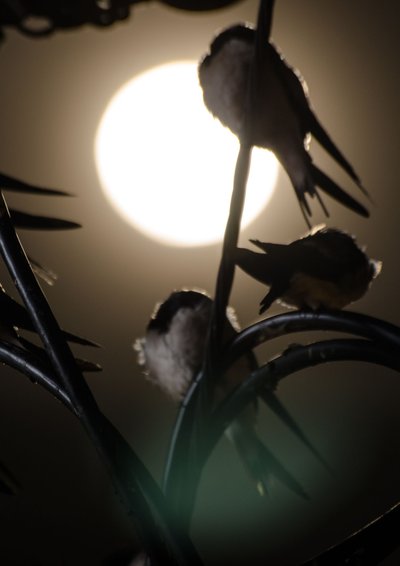 Point rencontre : Ecoute nocturne_La Croix-Valmer