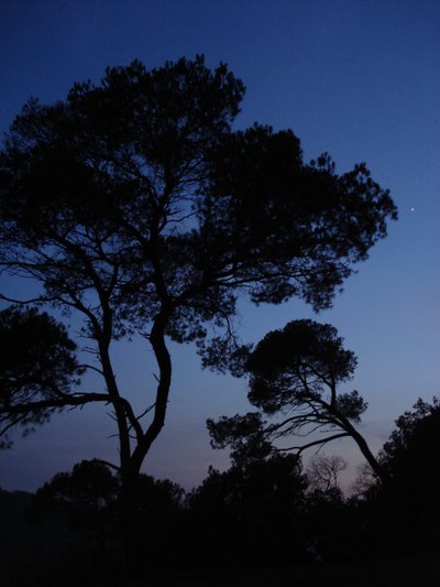 Pins au clair de lune