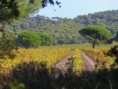 Paysage porquerollais