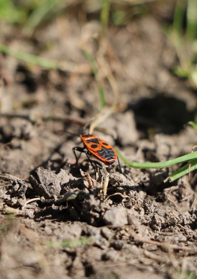 Fête de la nature : Révélez la vie insoupçonnée des sols_La Croix-Valmer