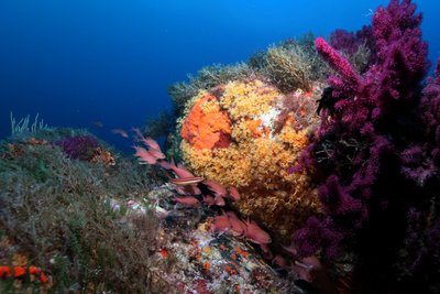 Anthias dans le coralligène