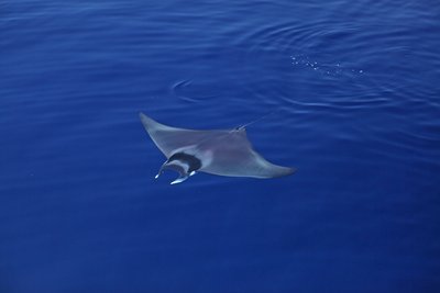 Photo de couverture pour les jeudis du Pradeau : Raies et requins de Méditerranée