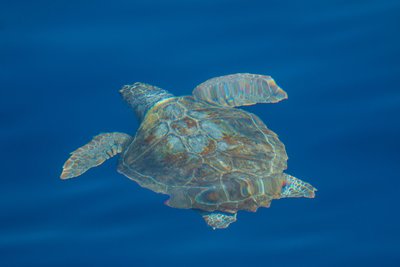 Affiche Jeudis du Fort du Pradeau : les tortues