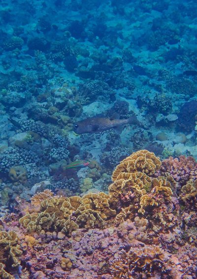 Journée de la biodiversité : Comprendre et protéger les récifs coraliens_La Croix-Valmer