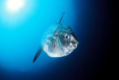 Poisson lune