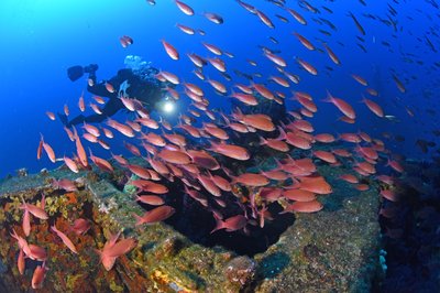 Banc d'anthias