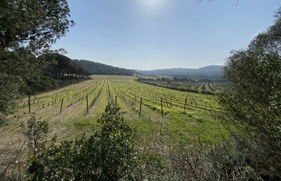 Vignes de Porquerolles