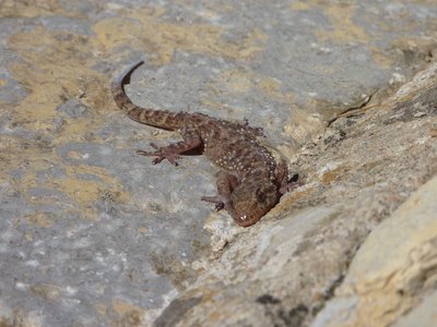 Hémidactyle verruqueux au soleil