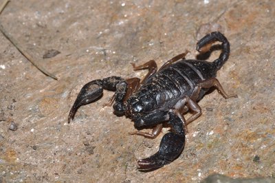 Scorpion noir à queue jaune