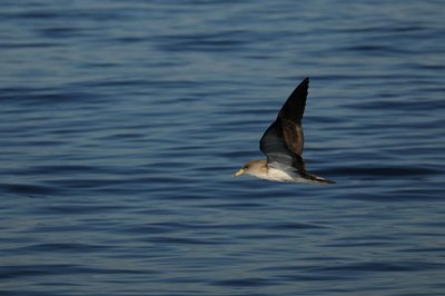 Puffin cendré en vol