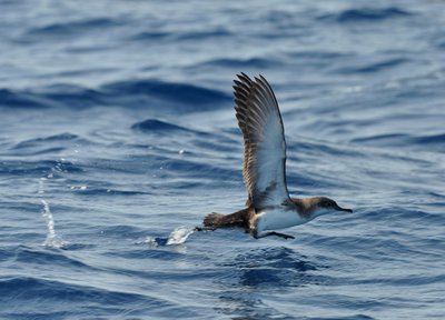 Puffin Yelkouan au décollage