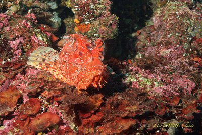 Rascasse Rouge