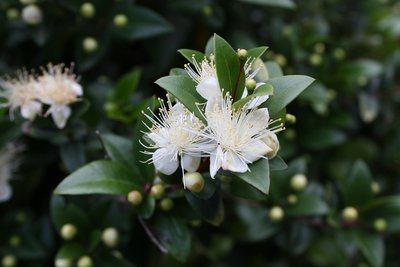 Fleurs de myrte