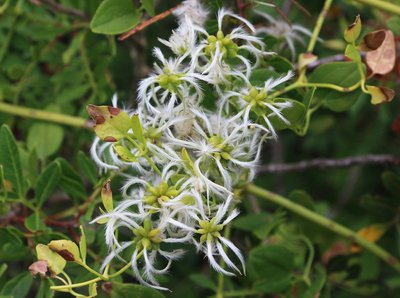 Clématite flammette