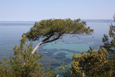 Pin d'alep penché vers la mer